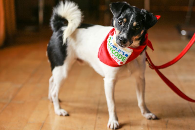 Animal trust image showing a dog with trust branded bandana